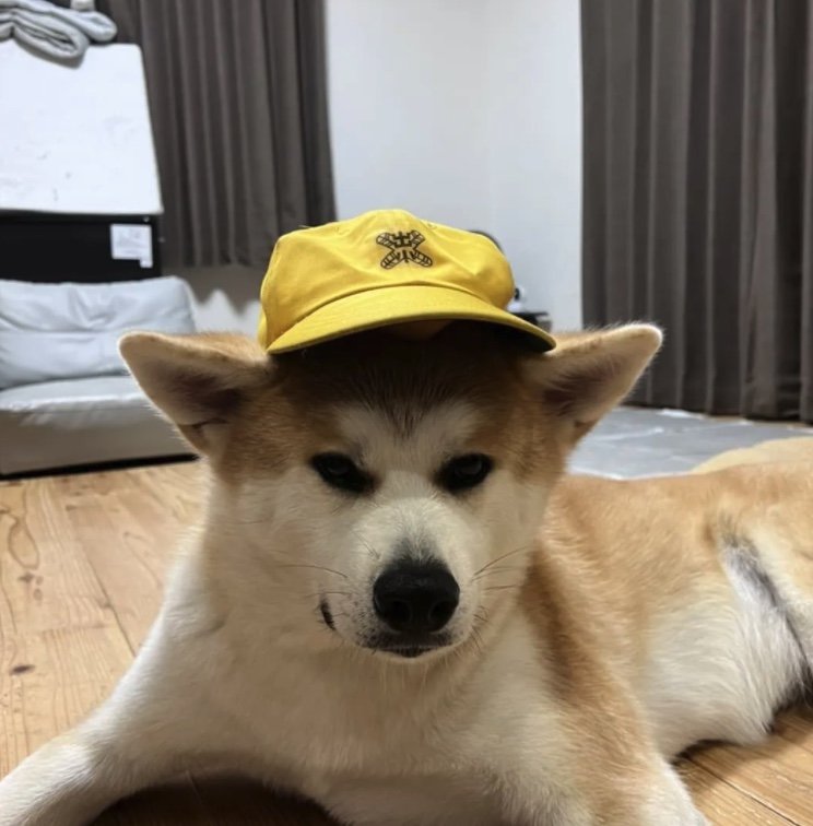 提供：秋田犬 杏(あん)と蓮(れん)さん