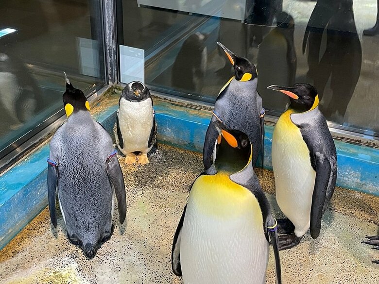 ジェンツーペンギンの周囲をキングペンギンが包囲しているよう（提供：長崎ペンギン水族館）