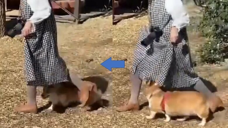 せこむちゃんのスルー　歩く飼い主さんに合わせてくぐっていく