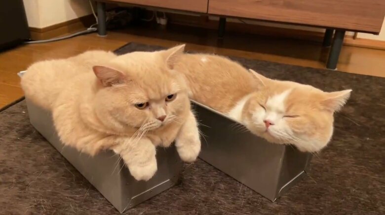 まるで発酵中の食パン　左：みかん　右：てんぷら（提供：みかんとじろうさんちさん）