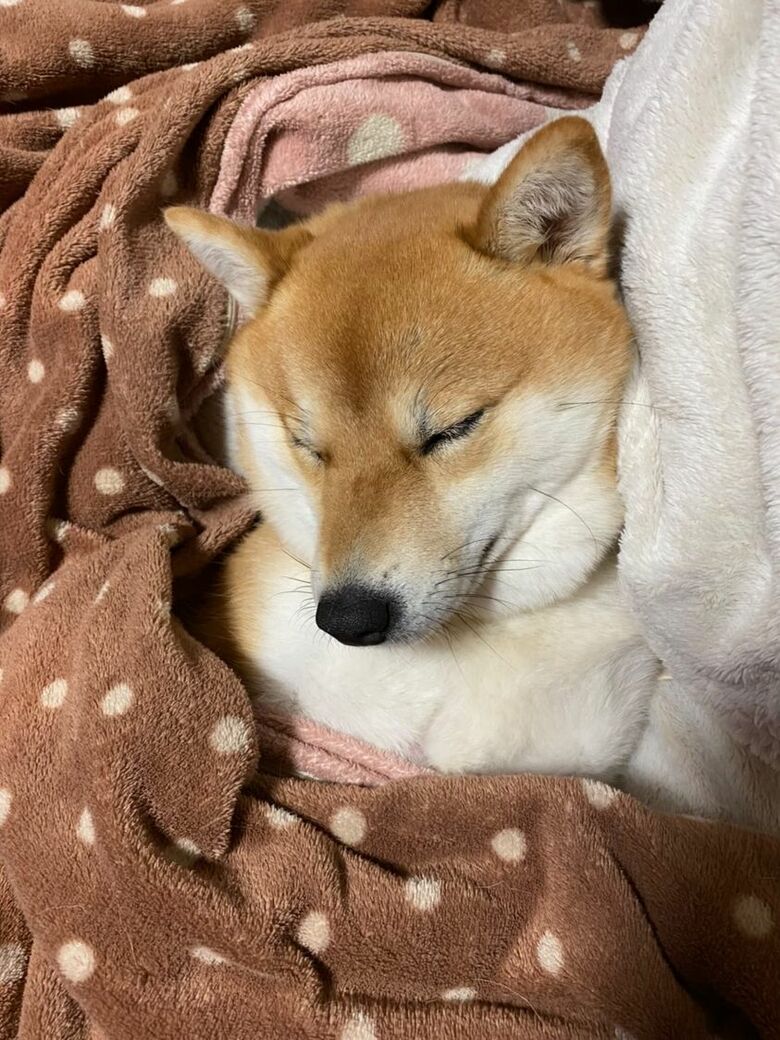 提供：shiba_mugi_さん