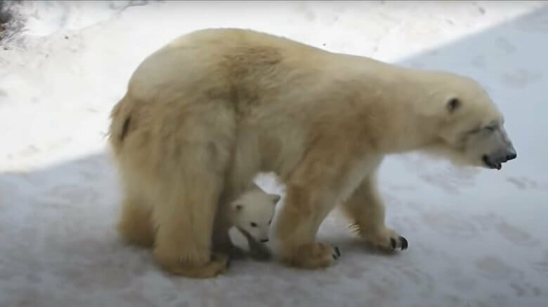 初めて外に出たときは、お母さんのそばを離れなかった（旭川市旭山動物園公式YouTubeより）