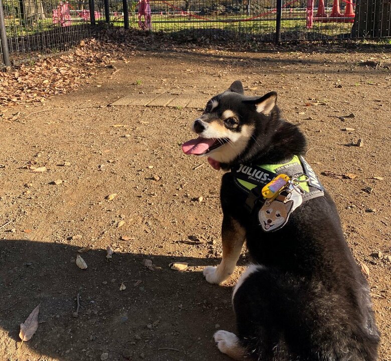 ドッグランを楽しむ様子