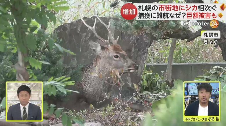 札幌市の市街地に出没したシカ。二次被害を防ぐため、捕獲が難航しているという（25日）