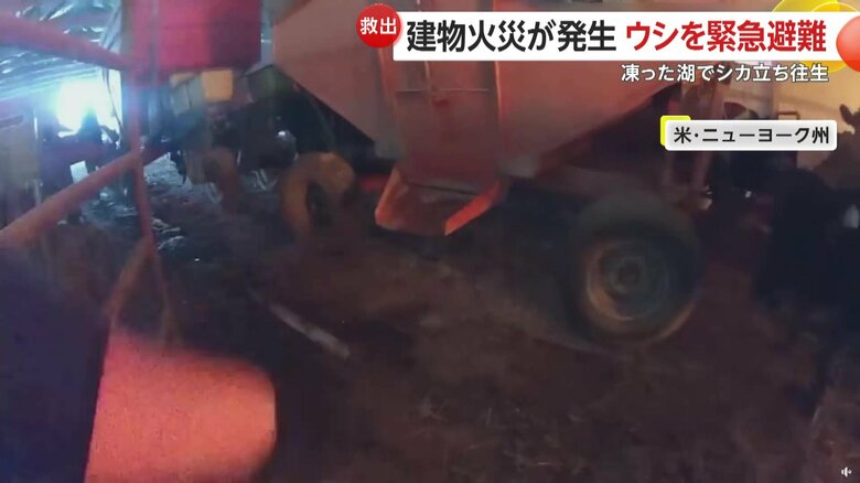 誘導におとなしく従い、外へ逃げていったウシたち