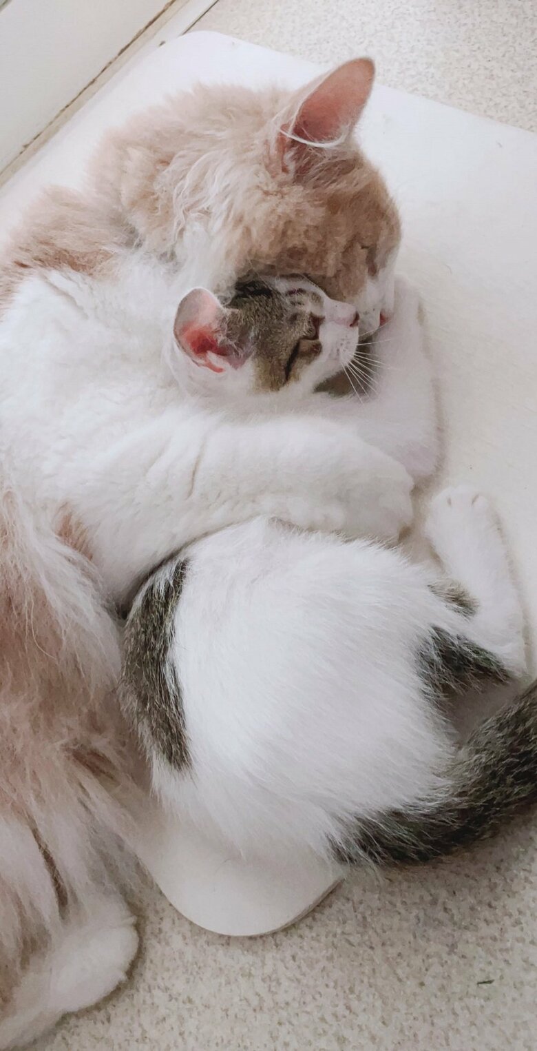 ぷん太郎くんを捕まえたまゆちゃん