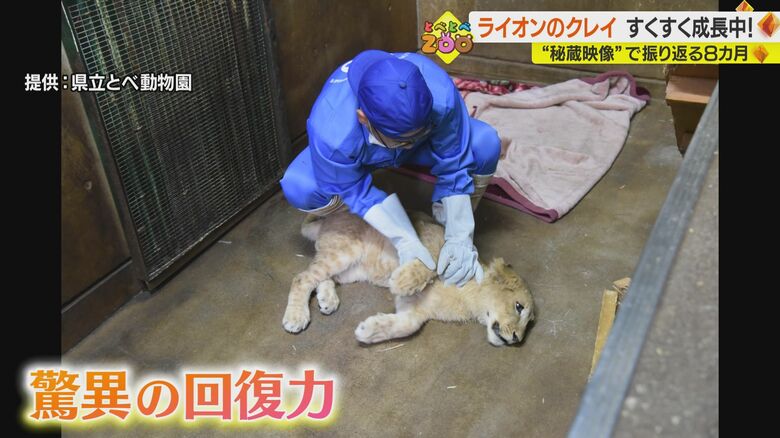 提供：県立とべ動物園