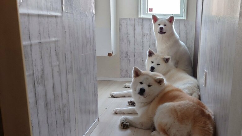 「散歩」の言葉に反応するワンちゃんたち