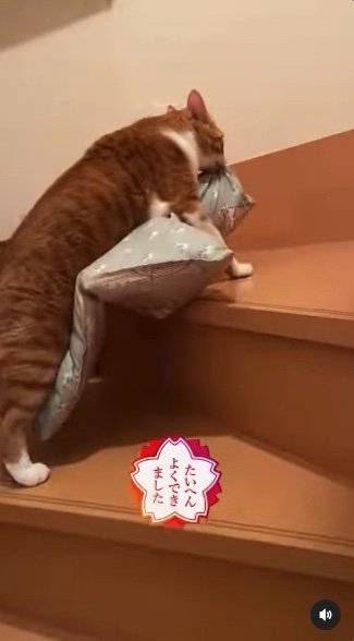 提供：赤瀬川和寿さん