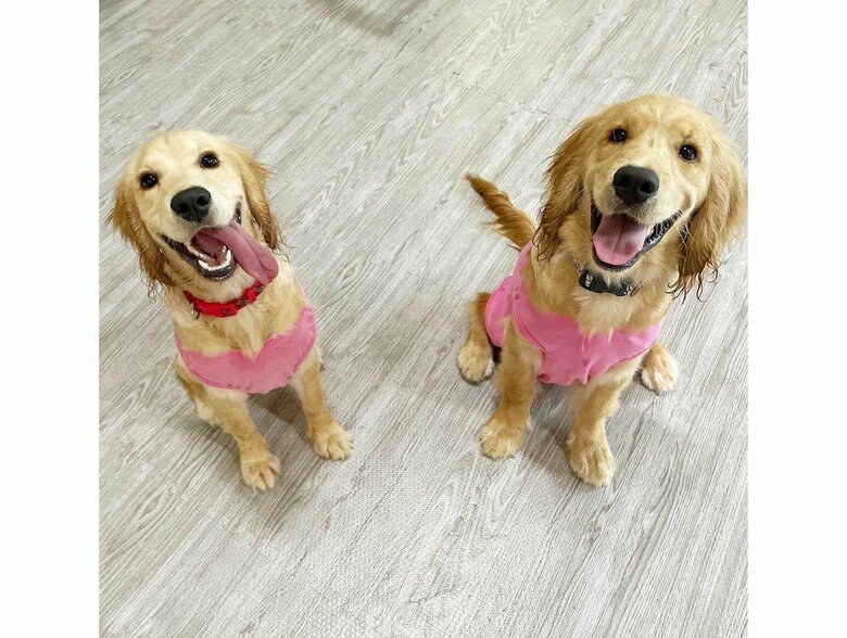 左：こはるちゃん　右：ククナちゃん（提供：関口和也さん）