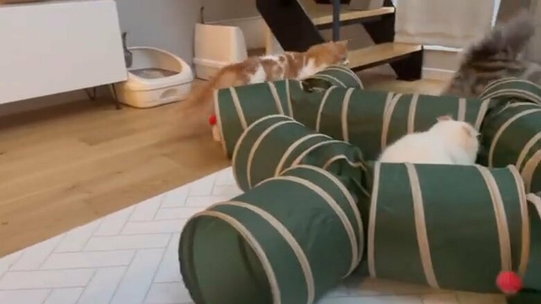 逃げても追いかける
