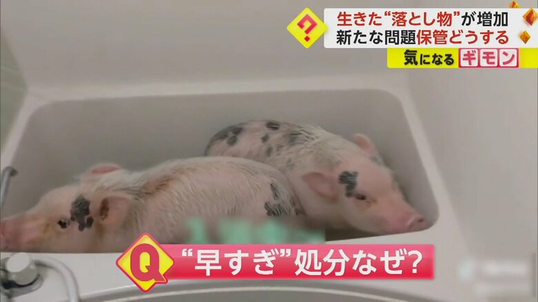 仲良く水浴びをする2頭のマイクロブタ