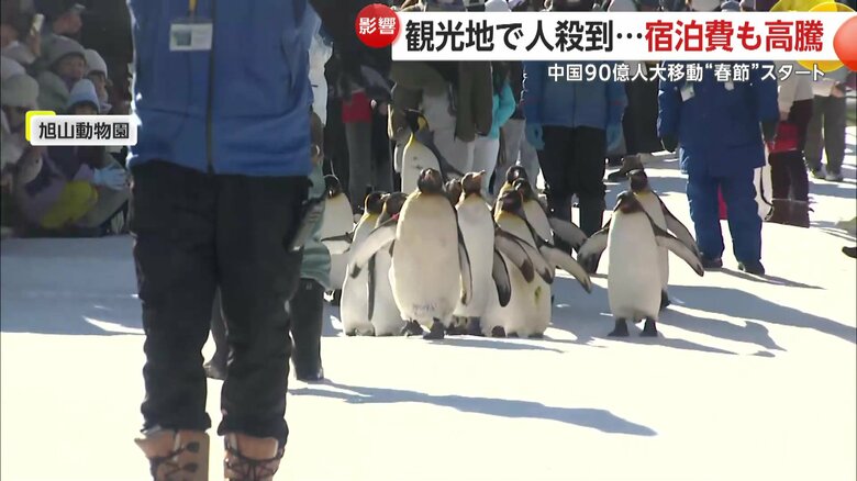 大勢の観光客の前をよちよち歩くペンギンたち
