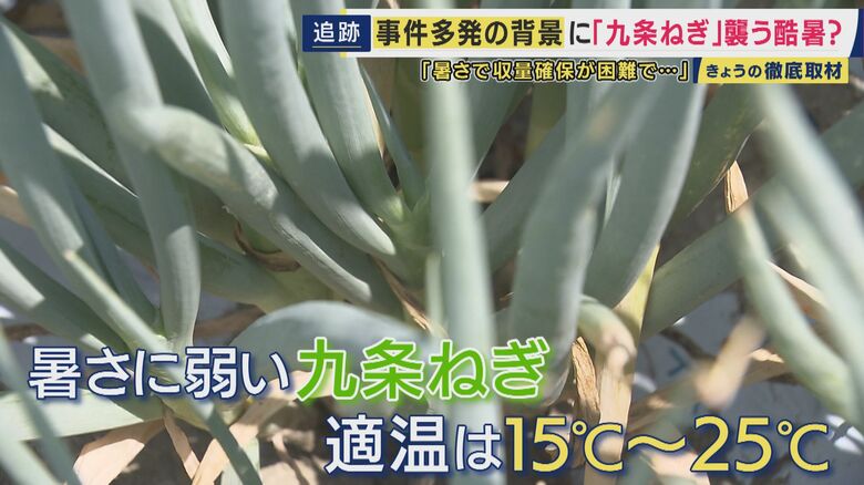 九条ねぎの生育適温は15度から25度