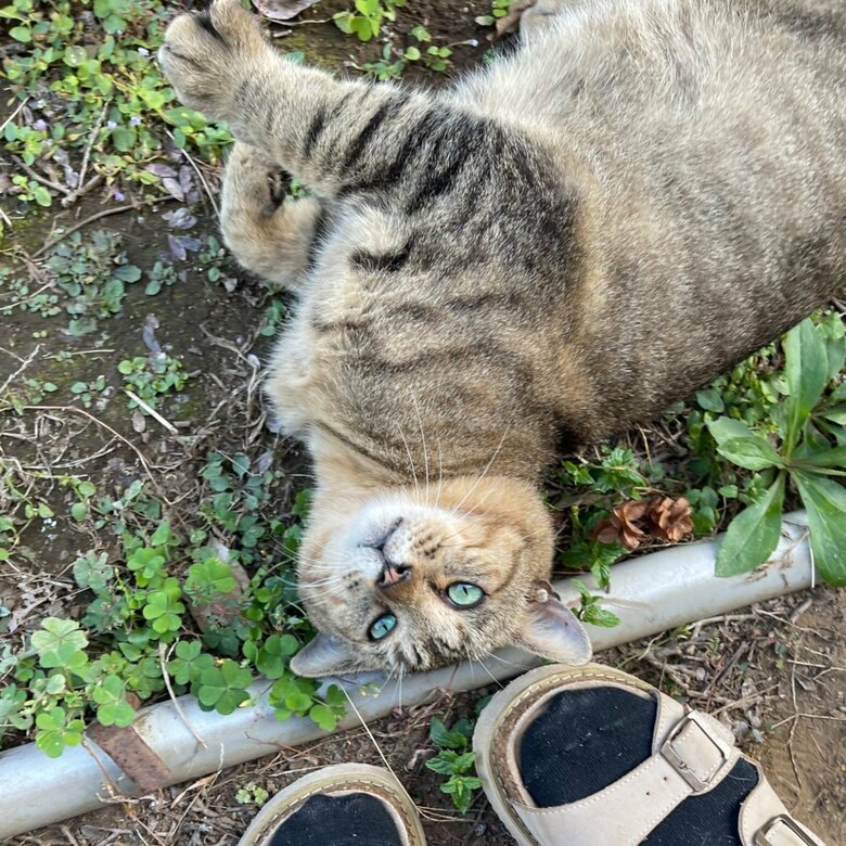 あざとい姿を見せることも