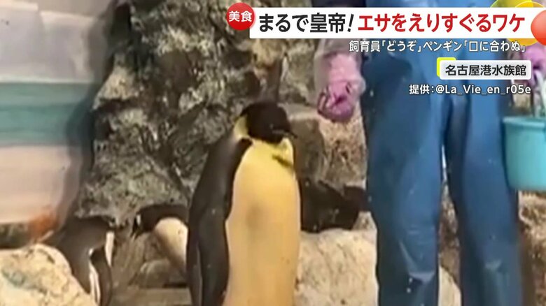 なんとか食べさせようと、ペンギンの口元に魚を持っていく飼育員