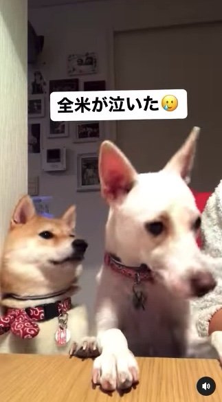 提供：柴犬ハル&雑種すずさん