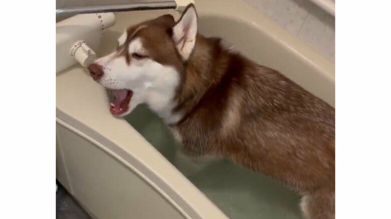 大きなあくびも…ごまかしている？