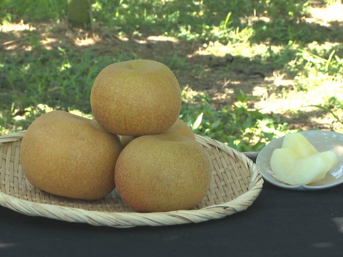 大玉で高い糖度が特徴…愛知県安城市特産のブランド梨「甘ひびき
