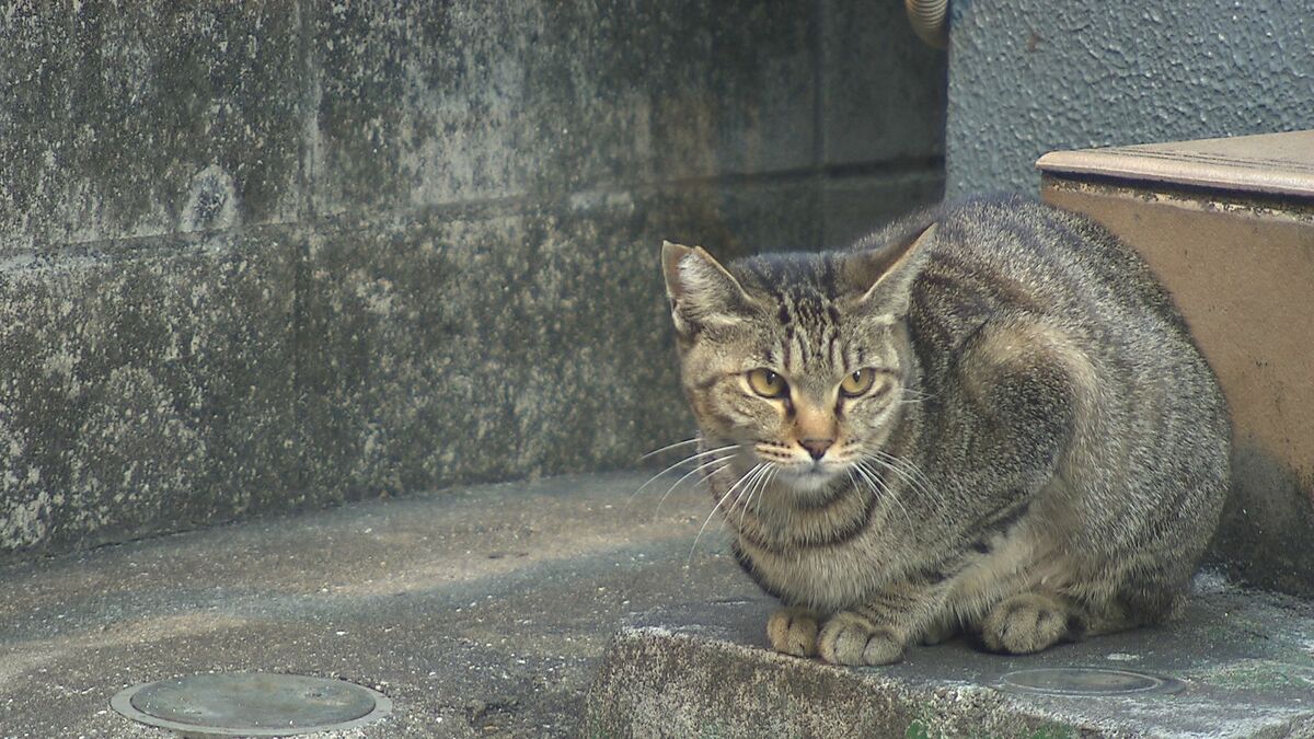ネコからヒトへの感染事例も マダニが媒介する感染症「SFTS」治療法