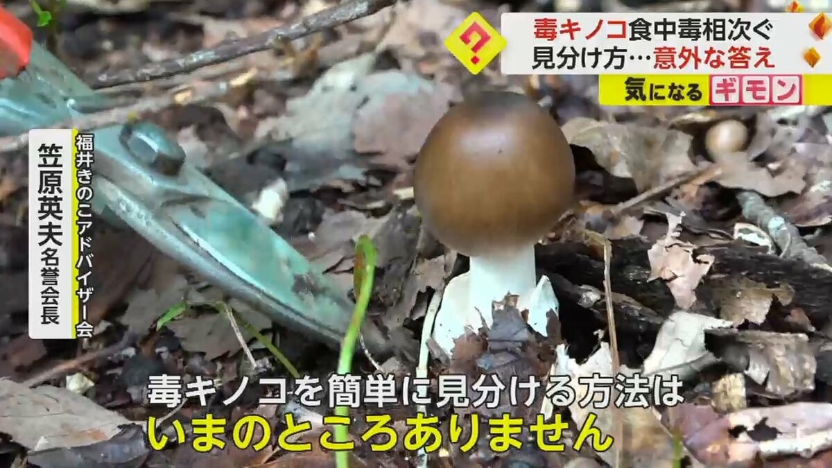 全国で相次ぐ“毒キノコの食中毒” 専門家も「見分ける方法ない」 知ら
