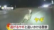 高速道路封鎖も…逃走する“お騒がせヤギ”を追いかける警察の悪戦苦闘　確保後「逃亡者」と命名　アメリカ・オハイオ州