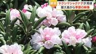 屋久島・投石平でヤクシマシャクナゲが見頃　「この数十年で一番の咲き方」