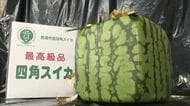 卸値は１個１万円「四角スイカ」産地の善通寺市で出荷始まる　甘みが少なく食用には向きません…【香川】