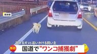 【独自】リード引きずりトコトコ…小さな犬が国道を“逃走”　飼い主は「疲れ果てたような表情」犬は「追いかけられて楽しげ」　熊本