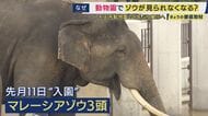 知られざるゾウ飼育の苦労「一日の食費は2万円・インドから輸入の米80合でおにぎり・砂も輸入品で月10万円」国内飼育が減少の一途…も　大阪・天王寺動物園で8年ぶりの展示へ・さらに国内繁殖の希望も