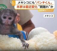 メキシコにもいた“ぬいぐるみ抱く子猿”　名前は「ユウジ」　千葉の“本家”パンチくんは“ぬいぐるみ離れ”か