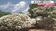 白つつじ公園で花見ごろに　全国でも珍しい白つつじのみが植えられた公園 樹齢750年を超える「七兵衛つつじ」も【山形発】
