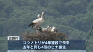 「幸せを運ぶ」国の特別天然記念物【コウノトリ】４羽のヒナが誕生！「標準よりか大きな体重」広島・世羅町
