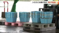 富山湾の宝石「シロエビ」に暗雲 漁再開も4隻出漁で水揚げなく再び休漁決める
