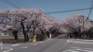《ふくしま桜紀行2026》富岡町・夜の森桜並木　訪れた人を優しく包み込む桜のトンネル