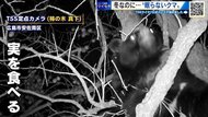 12月にも目撃　冬なのに「眠らないクマ」　緊急銃猟の模擬訓練を実施　広島・三次市