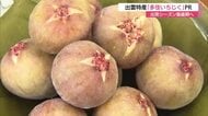 出雲特産「多伎いちじく」出荷最盛期へ　甘みと酸味が自慢！上々の仕上がりをPR（島根）