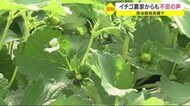 原油価格高騰…イチゴ農家からも不安の声〈宮城県・山元町〉