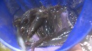 温泉水で養殖「湯原海老」誕生! 味は?大手回転寿司チェーンも視察に【岡山・真庭市】