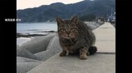 防波堤のネコの口に釣り針 なぜ「何度も起きている」