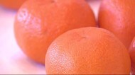糖度高く食味良し ポンカンの品評会 静岡・松崎町