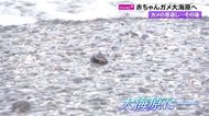 “カメの恩返し”かつて保護したウミガメが戻ってきた…そして産卵 生まれた赤ちゃんは【高知発】