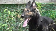 愛LOVEアニマル 沈着冷静ジャーマンシェパード 嘱託警察犬の「フェイ」【福井】