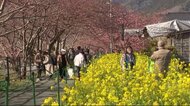 伊豆は静かな春「みなみの桜と菜の花まつり」開幕 中止の「河津桜まつり」は…