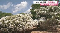 白つつじ公園で花見ごろに　全国でも珍しい白つつじのみが植えられた公園 樹齢750年を超える「七兵衛つつじ」も【山形発】