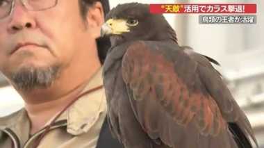カラス撃退に“粋”な作戦!鳥類の王者が繁華街をパトロール【愛媛発】