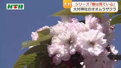 200枚の花びらが重なり合う「オオムラザクラ」140年前に平戸藩から大村藩へ引き継がれ、接ぎ木して守り継ぐ「大村の誇り」
