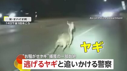 高速道路封鎖も…逃走する“お騒がせヤギ”を追いかける警察の悪戦苦闘　確保後「逃亡者」と命名　アメリカ・オハイオ州