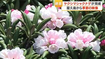 屋久島・投石平でヤクシマシャクナゲが見頃　「この数十年で一番の咲き方」