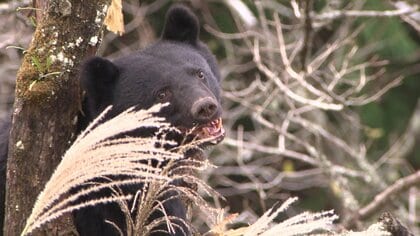 住宅に5時間“籠城”　相次ぐ人里でのクマ出没…行政も「保護」から「管理」の方針で積極的に駆除へ【福井発】